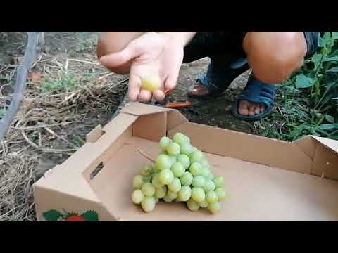 Видео: Виноград Дарья 2022г