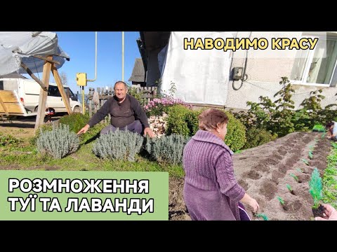 Видео: РОЗМНОЖЕННЯ ТУЇ ТА ЛАВАНДИ.