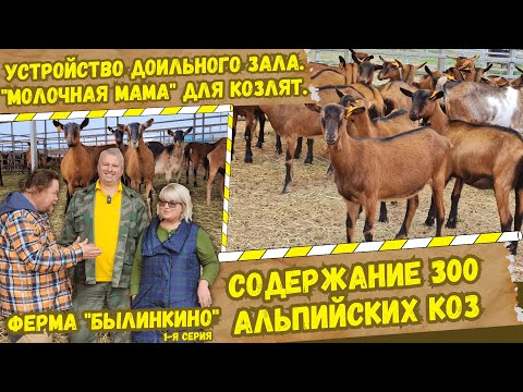 Видео: Бизнес в молочном козоводстве и переработке молока на ферме Былинкино. 1-я серия. Альпийские козы