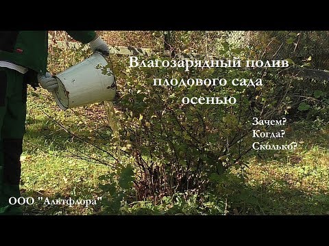 Видео: Влагозарядный полив осенью