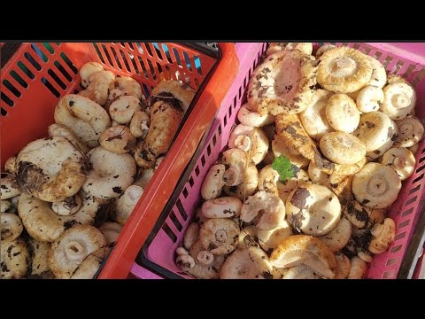 Видео: Тихая охота //Попала в сказку // целый букет грибов //