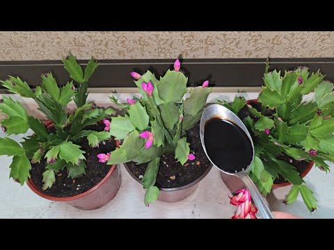 Видео: ВНЕСИ под ДЕКАБРИСТ и даже самый слабый куст ЗАЦВЕТЕТ Благоприятные условия для цветения