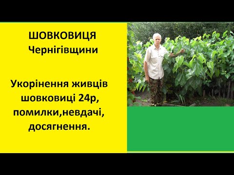Видео: Укорінення живців шовковиці 24р,помилки,невдачі,досягнення.