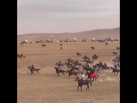 Видео: Палуан көк 🐎