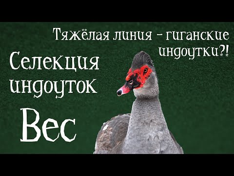 Видео: ВЕС ИНДОУТОК ТЯЖЁЛЫХ ЛИНИЙ: НОРМЫ И СТАНДАРТЫ. Селекция индоуток. Вес мускусных уток