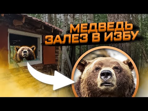 Видео: Медведь залез в лесную избу и всё разворотил! #медведьвышелнаизбу