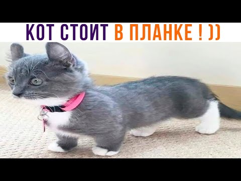 Видео: КОТ СТОИТ В ПЛАНКЕ! ))) Приколы с котами | Мемозг 1294