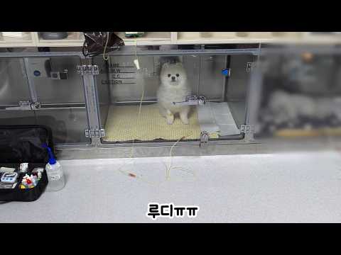 Видео: Наш щенок пошёл на осмотр... и оказался в больнице! Мы вовремя успели.