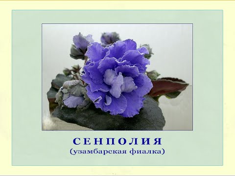 Видео: Сенполия узамбарская фиалка