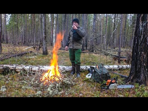 Видео: Глухари под собакой. Медвежья "захоронка". Прочистка путика. Жит-быт в избушках.