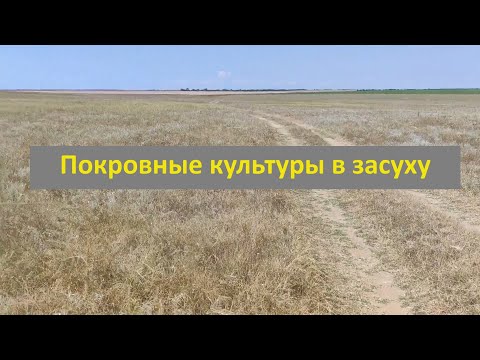 Видео: Покровные культуры в засуху