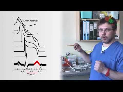 Видео: Физиология человека. Электрокардиограмма (М. Ловать)