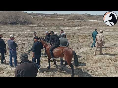 Видео: ЖАЛҒЫЗ ТЕРЕК БӘЙГЕ 13- АПРЕЛЬ 2025 ж