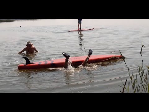 Видео: Хомо САПиенсы