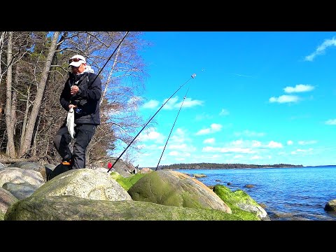 Видео: Весенняя Рыбалка на Донки! Рыбалка на Сига. Вот Так Открытие Сезона 2020!