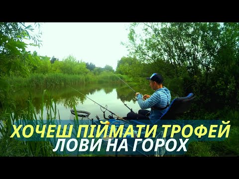 Видео: Фідерна риболовля на р. Горинь. Велика риба клює на ГОРОХ!!!