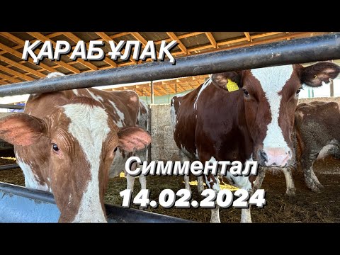 Видео: 155000тг бұзаулар бар +7 702 503 35 86