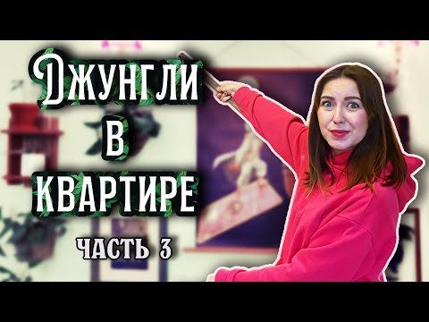 Видео: Джунгли в квартире: Про цветы, хаос и интерьер [часть 3]