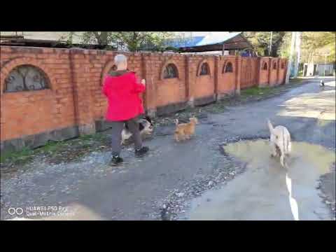 Видео: Весёлые прогулки с подопечными приюта Хару ❤️
