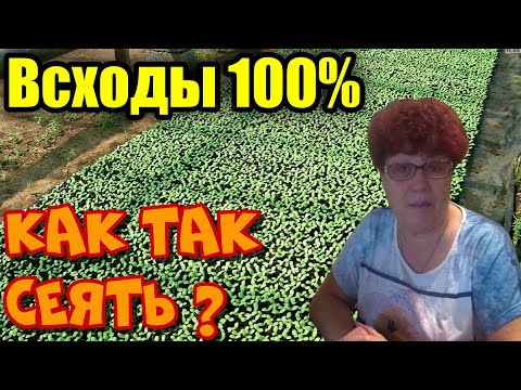 Видео: 5 факторов для хороших всходов при посеве!
