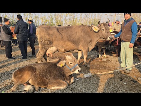 Видео: Yozyovon Mol Bozori 19 ноября 2025 г. Mazza qilib Tomosha Qiling 