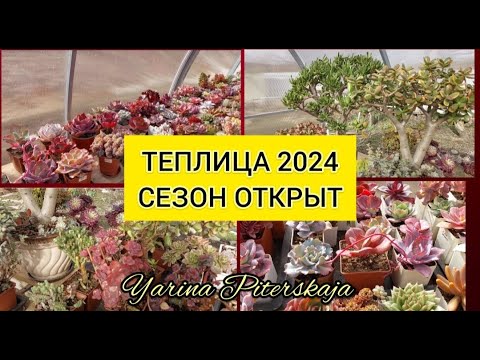 Видео: Мы переехали в теплицу 30 марта. Сезон открыт💃