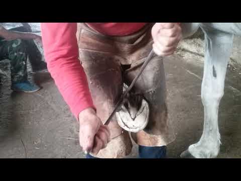 Видео: Расчистка коня с бойни. Мнение коваля.