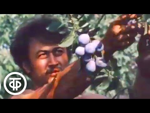 Видео: Кубанский эксперимент. Документальный фильм (1987)