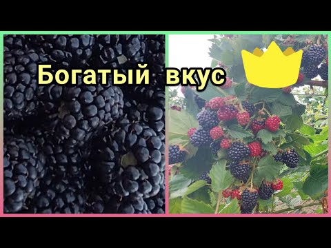 Видео: Ежевика Тройная Корона. Первое плодоношение