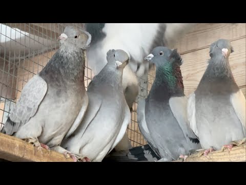 Видео: ЛЕНИНАКАНСКИЕ ГОЛУБИ И ТАКЛА ПИТОМНИК МАРКА👉смотрите ссылки в описании 👇