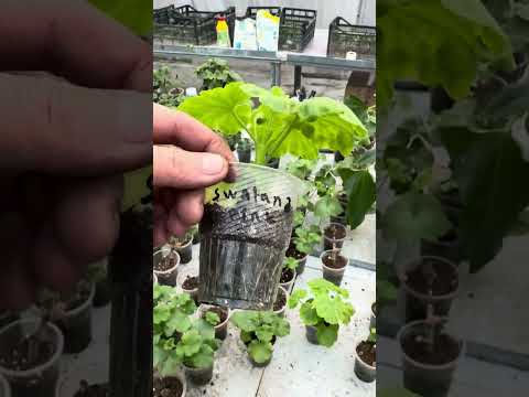 Видео: Геранни кесиш ва илдизини ривожлантириш.