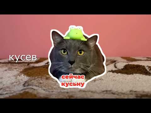 Видео: Заставка Котинет 2023