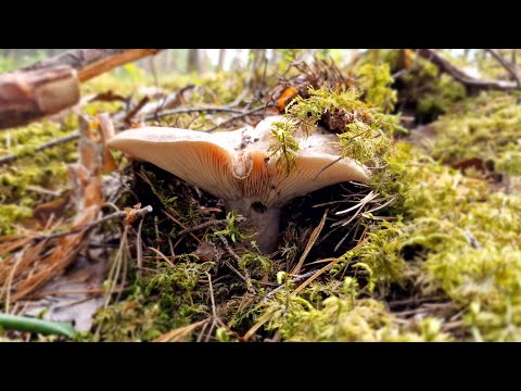 Видео: Кто куда...И мы тоже решили съездить  за грибами в лес,  где нет лосиных вшей!