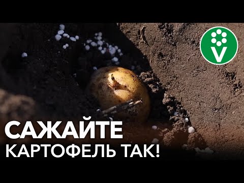 Видео: ЧТОБЫ КАРТОШКА УРОДИЛА, САЖАЙТЕ ЕЕ ТАК! Как и когда посадить картофель?