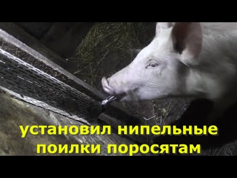 Видео: Ниппельные поилки для свиней.