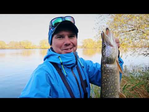 Видео: Осенний жор щуки | Особенности клёва | ВихровLIFE