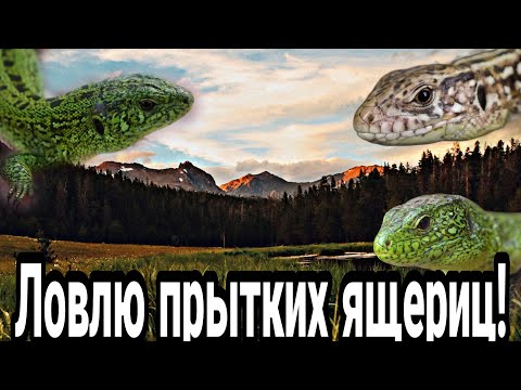 Видео: Ловлю прытких ящериц! Как поймать прытких ящериц! #ящерица