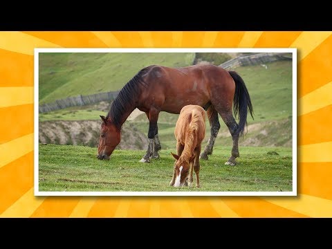 Видео: Домашние животные🐣Викторина для малышей - Развивающие мультики для детей