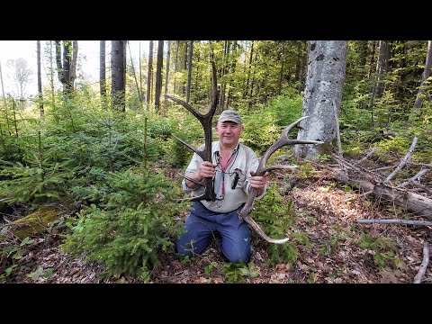 Видео: Грибів ще нема, а роги оленя ще є...