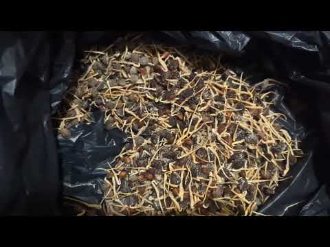 Видео: готуємо кісточки аличі для посадки