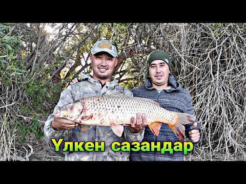 Видео: ТРОФЕЙ САЗАНДАР КӨП ТҮСТІ. Сазан балығын аулау. СЫРДАРИЯ ӨЗЕНІ. Рыбалка на сазана. CARP FISHING.