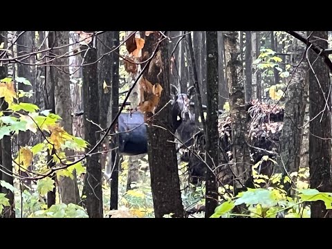 Видео: ГРИБНИК НАРВАЛСЯ НА ЛОСЯ ! Прогулка по осеннему лесу !