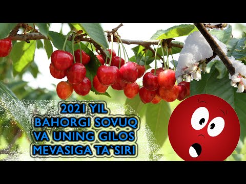 Видео: Гилосни совуқ урмасин десангиз / Gilosni sovuq urmasin desangiz...
