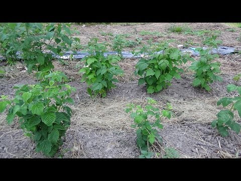 Видео: Малина на грядке Розума - посадка весной 2017г.