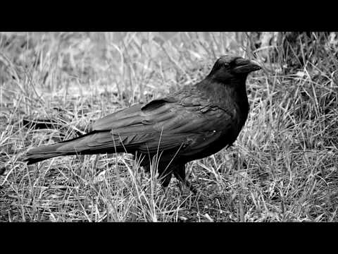 Видео: Саша Кушнир - Anno Domini (Веня Дркин)