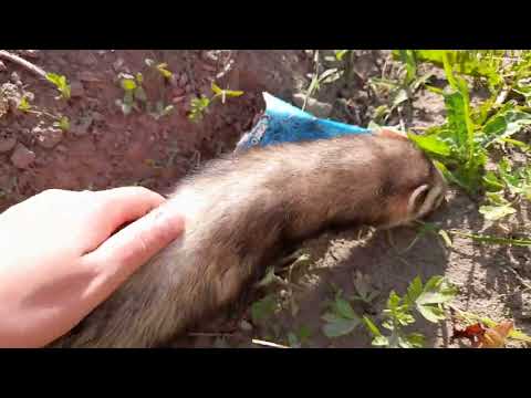 Видео: Как хорёк летом помогал на огороде😎Маленький помогатор😃