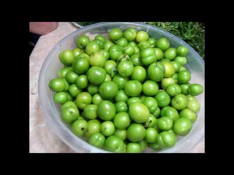 Видео: Соус ткемали из алычи и сливы ткемали. Зеленое ткемали. მწვანე ტყემალი. Green tkemali sauce
