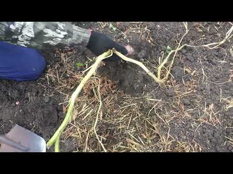 Видео: Картофель сорт Шарвари  Пирошка. Итоговая выкопка.