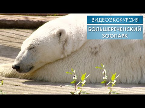 Видео: Большереченский зоопарк | Видеоэкскурсия (2020)