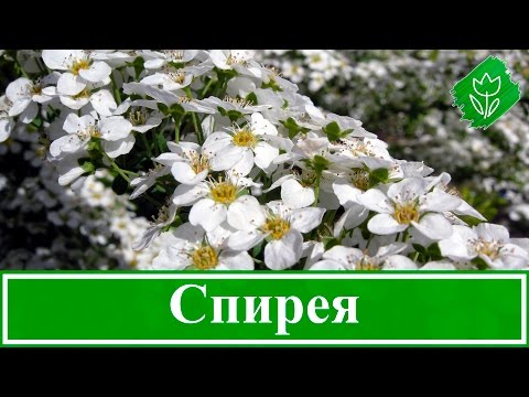 Видео: 🌼 Куст спирея – посадка и уход, виды и сорта спиреи: спирея японская, Вангутта, серая